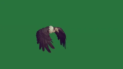 An eagle flying through the air on a green screen and in flies movement scene Stock Footage 335147504