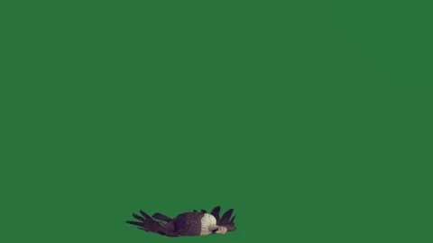 An eagle flying through the air on a green screen and bird in flies Stock Footage 335147505