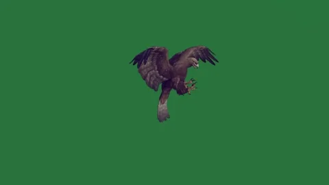 An eagle flying through the air on a green screen and bird in figure elements Stock Footage 335147515