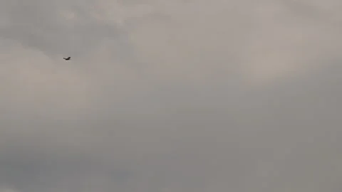Eagle flying through blue sky and clouds Stock Footage 335919206