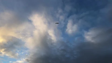 Eagle Flying Towards Sunset, Zahara de la Sierra, Spain Stock Footage 252604101