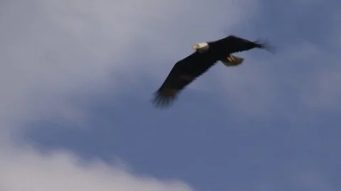 Eagle flying off of a tree Stock Footage 75210327