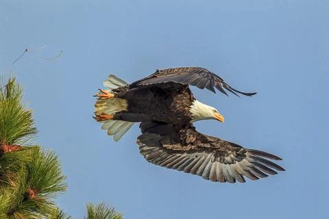 Eagle flying from tree. Stock Photos