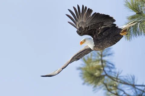 Eagle flying from a tree. Stock Photos