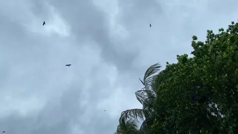 Eagle flying under overcast sky as heavy wind sways trees before storm - low Stock Footage 341588523