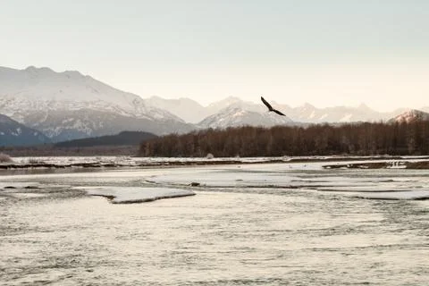 Eagle flying in winter Stock Photos