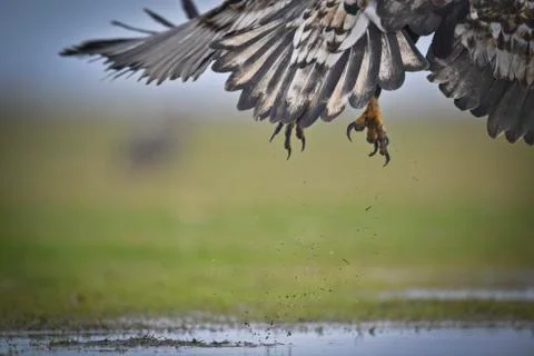 Eagle flys away Stock Photos