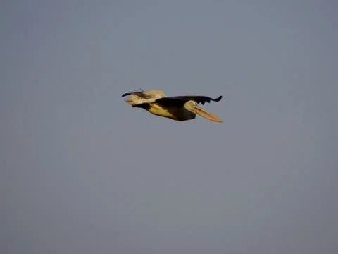 Eagle flys 스톡 사진