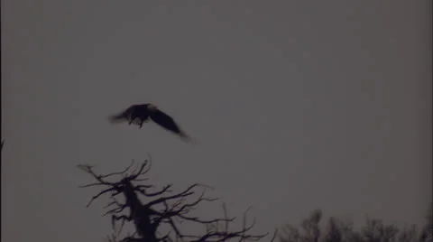 Eagle, flys from tree, dark,Co. Stock Footage 27094099