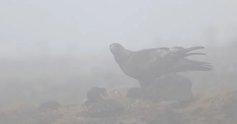Eagle fog eats in the stones. Eagle and cow calf carcass. Bird feeding behaviour Stock Footage 164555614