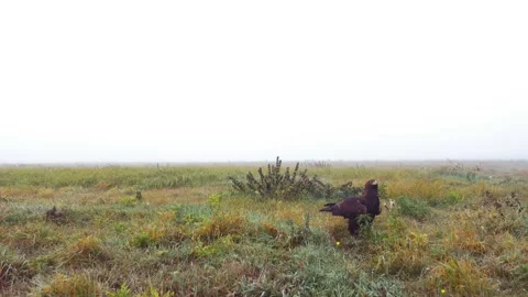 Eagle in the fog Video stock 195001320