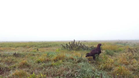 Eagle in the fog Video stock 195001331