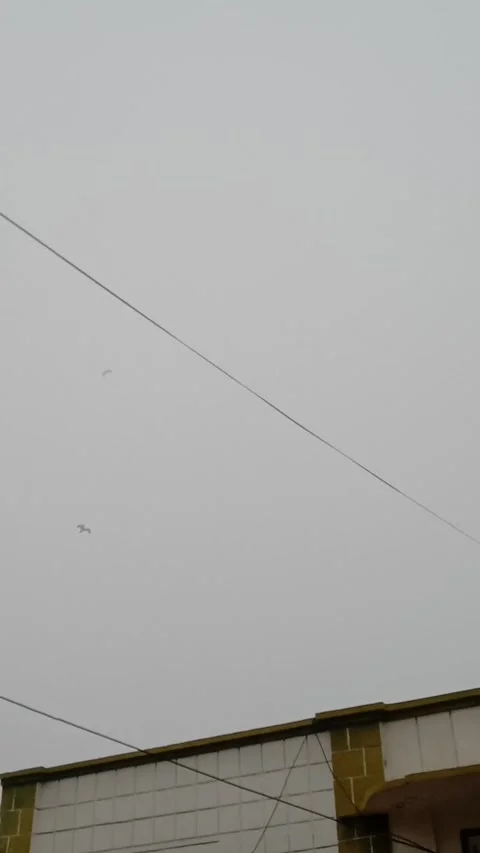 Eagle in the fog Stock Footage 323578676