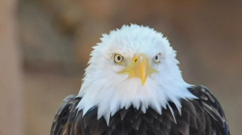 Eagle Stock Footage 523797