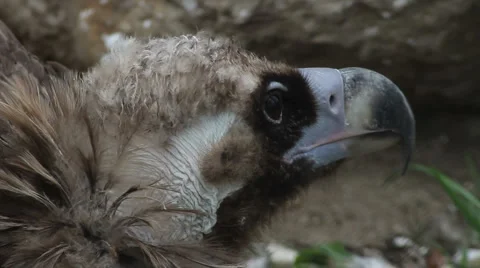 Eagle Stock-Footage 879084