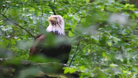 Eagle Video stock 5280727