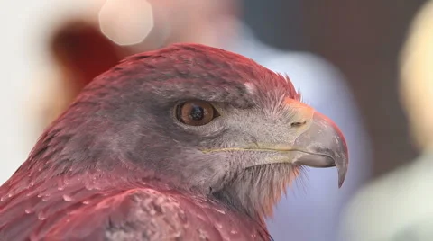 Eagle Stock Footage 6530316