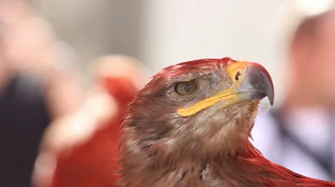 Eagle Stock Footage 6530324