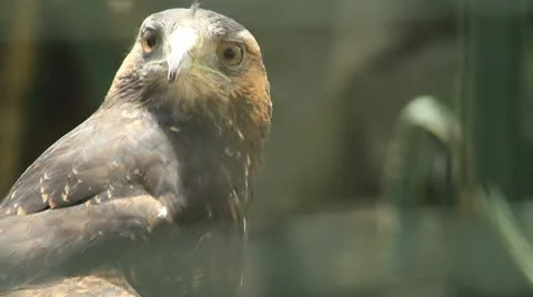 Eagle Video stock 10774708