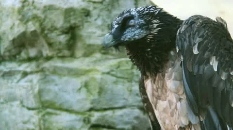 Eagle Video stock 12463283