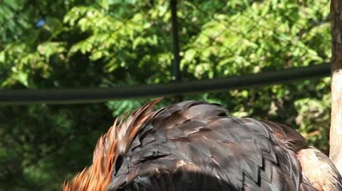 Eagle 動画素材 21878948