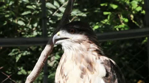 Eagle Stock Footage 21879000