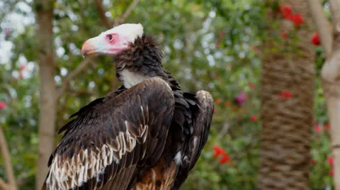 Eagle Stock Footage 24846318