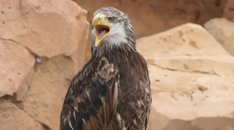 Eagle Stock Footage 24846348