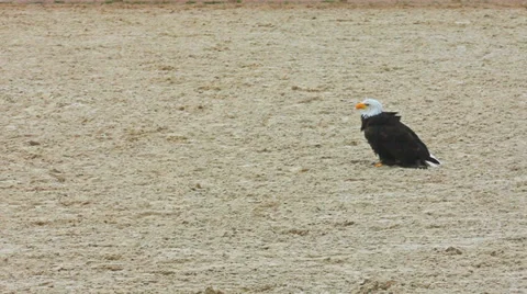 Eagle Stock Footage 32101624