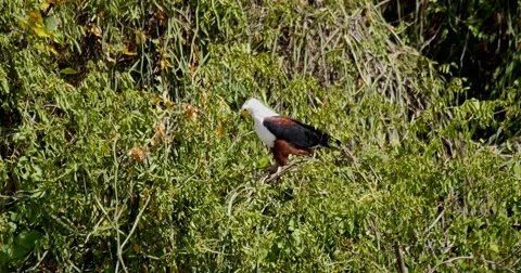 Eagle Stock Footage 60381745