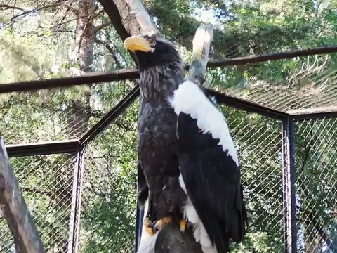 Eagle 動画素材 89268736