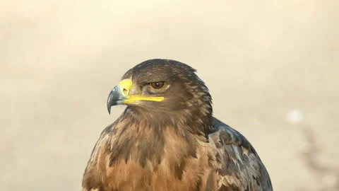 Eagle. 動画素材 111852602