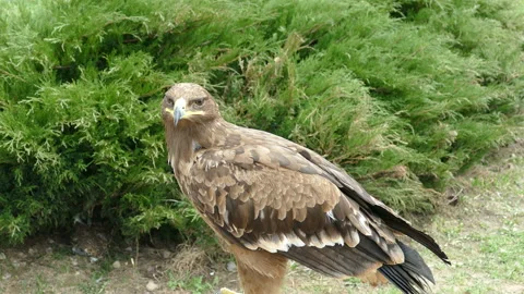 Eagle. 動画素材 111853662