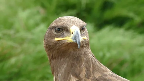 Eagle. Video stock 111861758