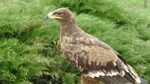 Eagle. 動画素材 111862082