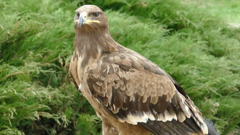 Eagle. 動画素材 111862312