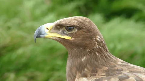 Eagle. Video stock 111862383
