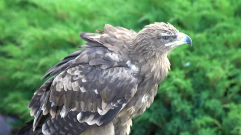 Eagle 動画素材 117820563
