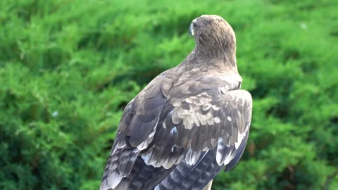 Eagle Stock Footage 117820655