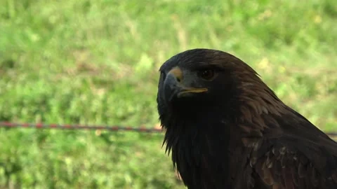 Eagle Stock Footage 146020411