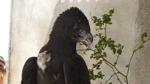 Eagle Stock Footage 156204673