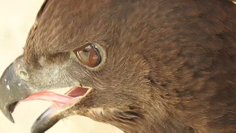 Eagle Stock Footage 156204729