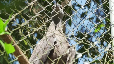 Eagle Stock Footage 209442132