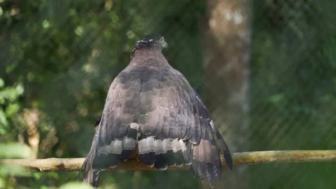 Eagle Stock Footage 209442737