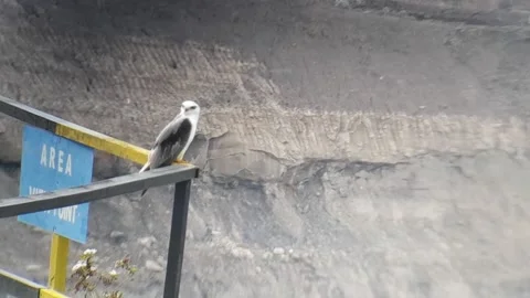 Eagle Stock Footage 220694349