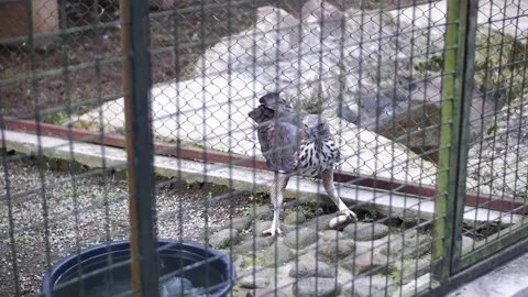 Eagle Stock Footage 229821953