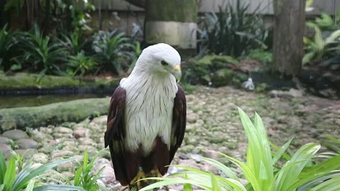 Eagle Stock Footage 234820971