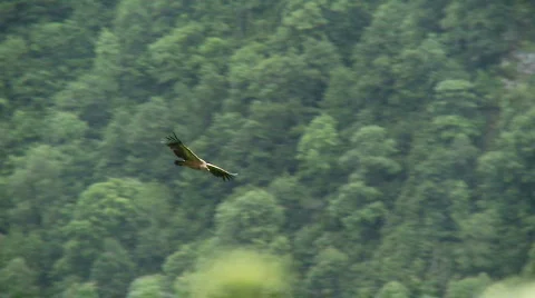Eagle forest flight 스톡 동영상 485260