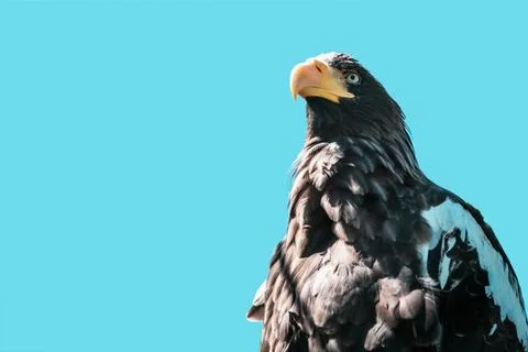 Eagle in front of blue sky Stock Photos