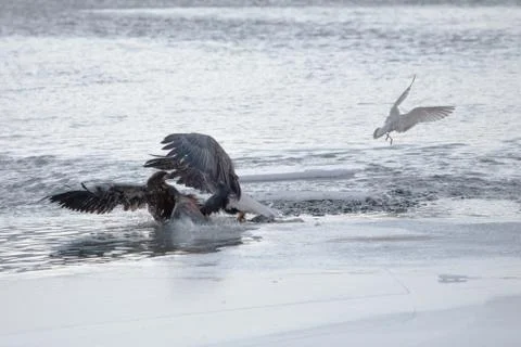 Eagle games Stock Photos